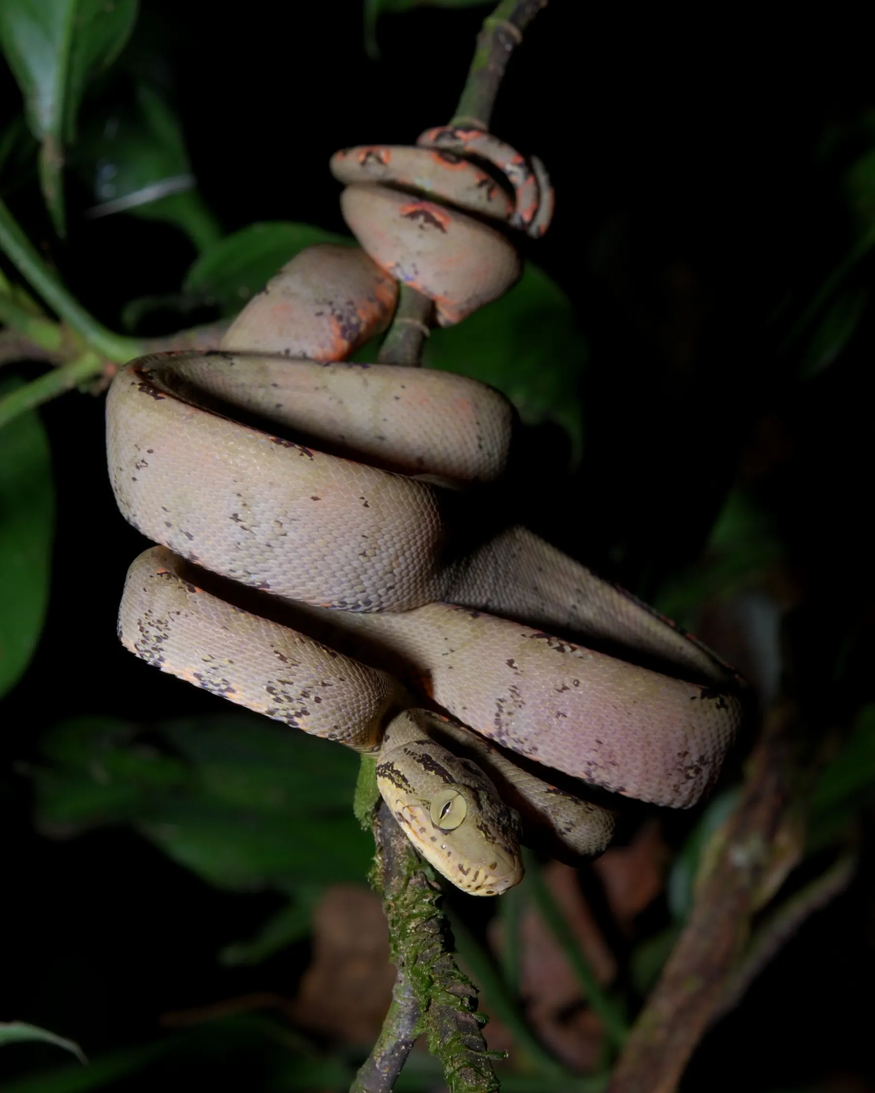 Boa arborícola amazónica enroscada en una rama durante un recorrido nocturno por la selva ecuatoriana