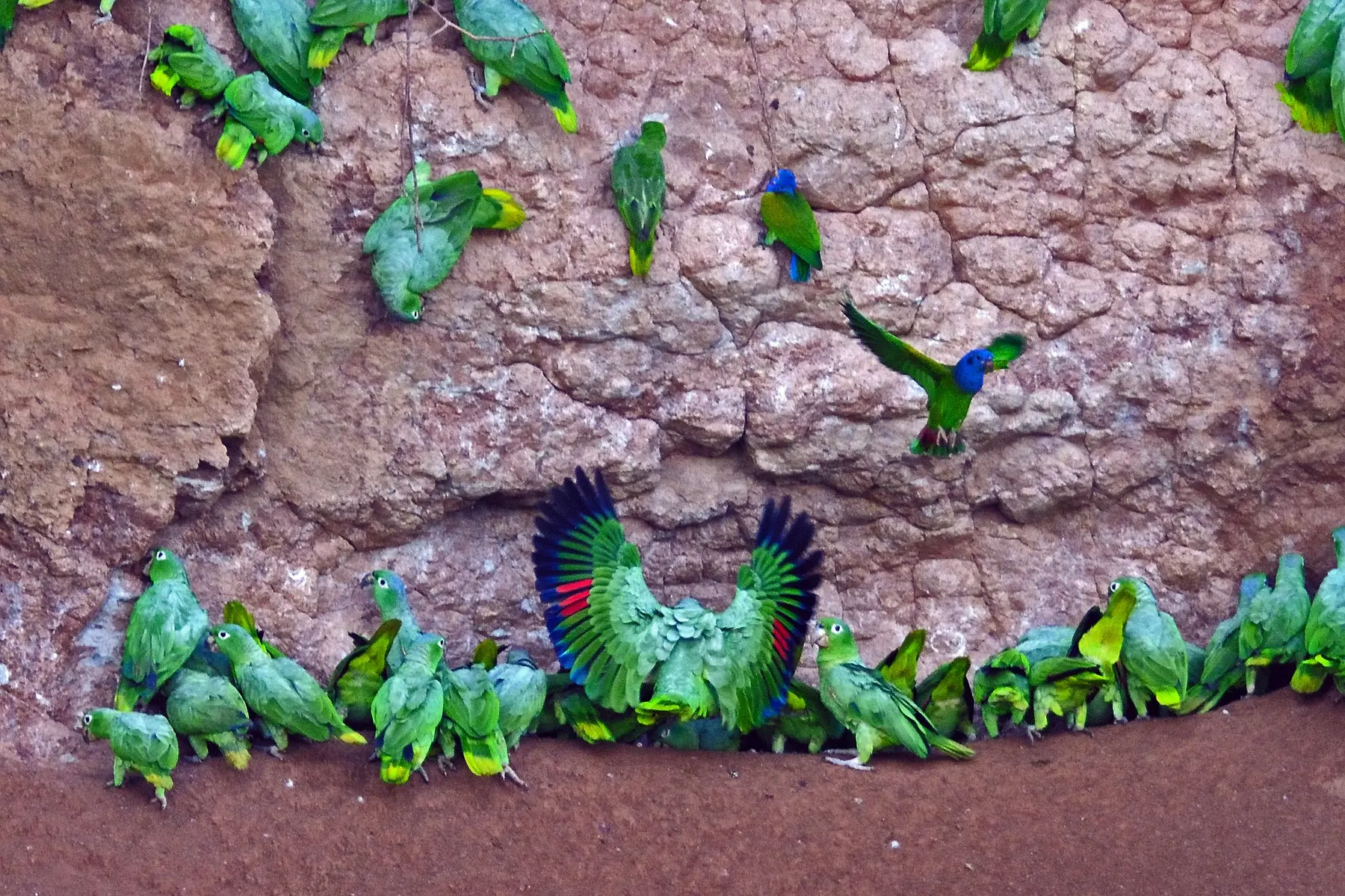 Loros y guacamayos congregados en un saladero de arcilla en la Amazonía ecuatoriana
