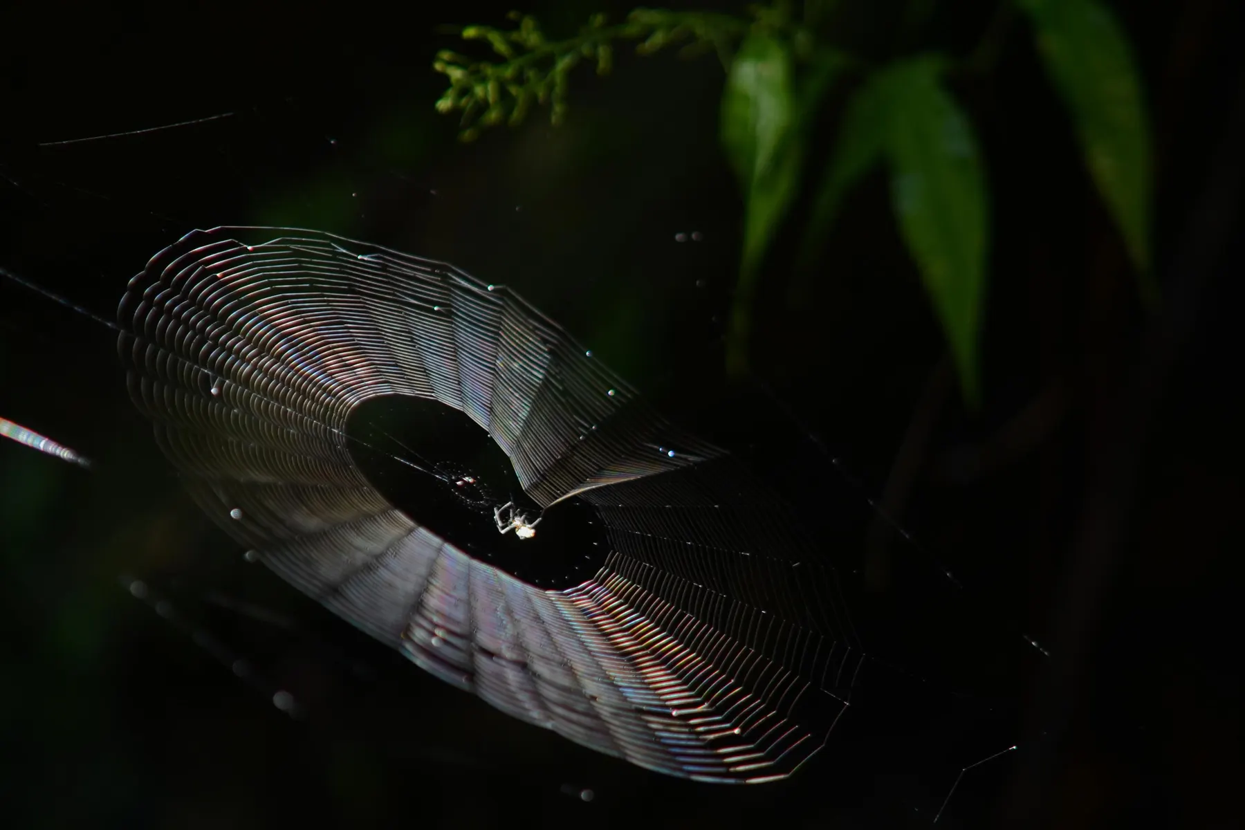 Telaraña iluminada a contraluz entre la vegetación del Parque Nacional Yasuní