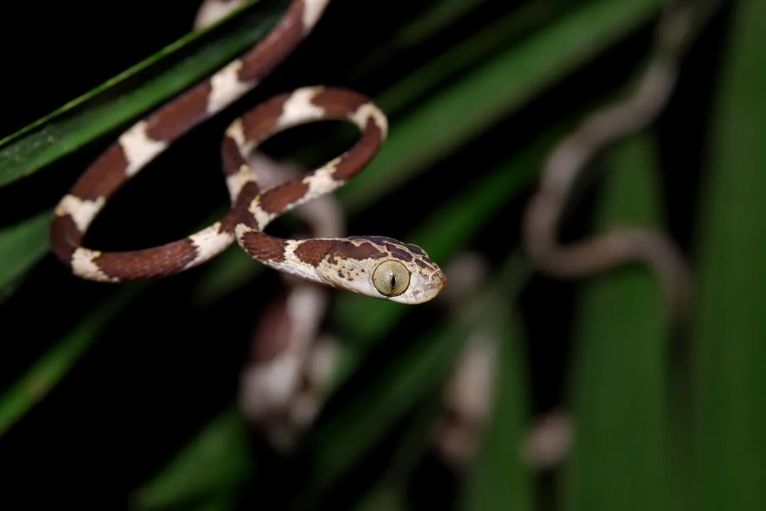 Serpiente cordelilla de ojos grandes desplazándose entre el follaje nocturno del Yasuní